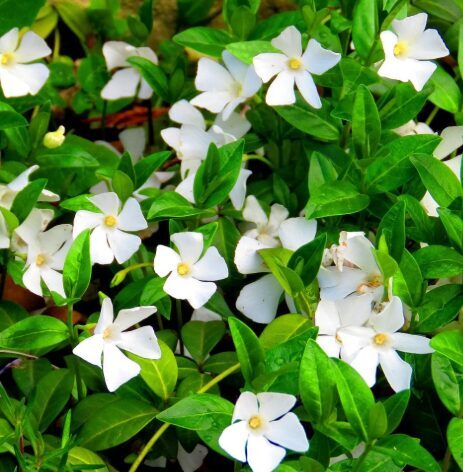 Kapmirte 'Alba'